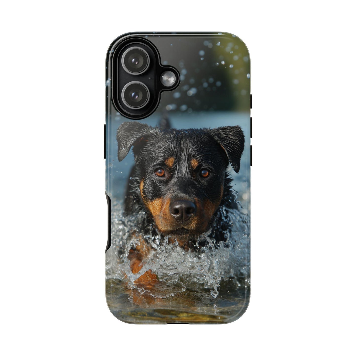 Rottweiler Dog Water Splash