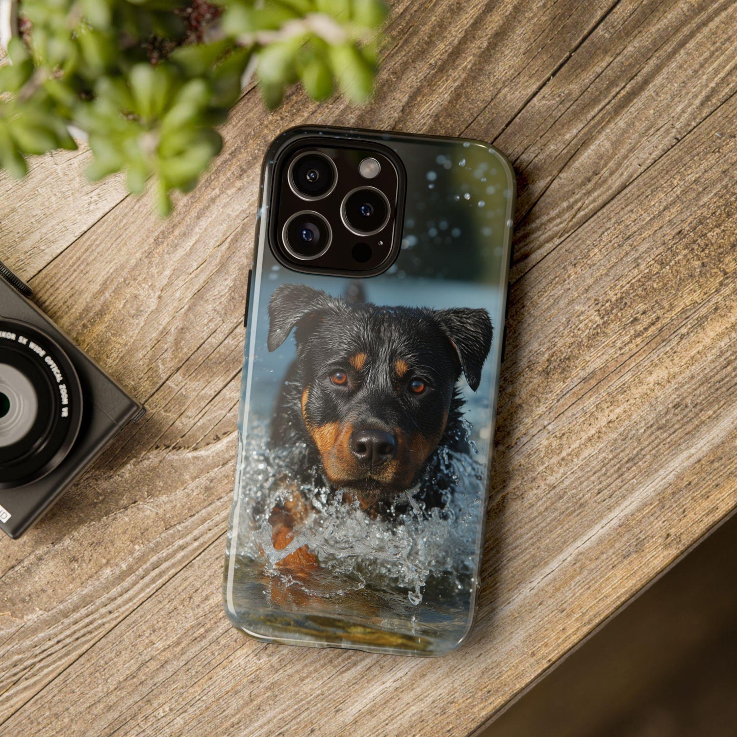 Rottweiler Dog Water Splash