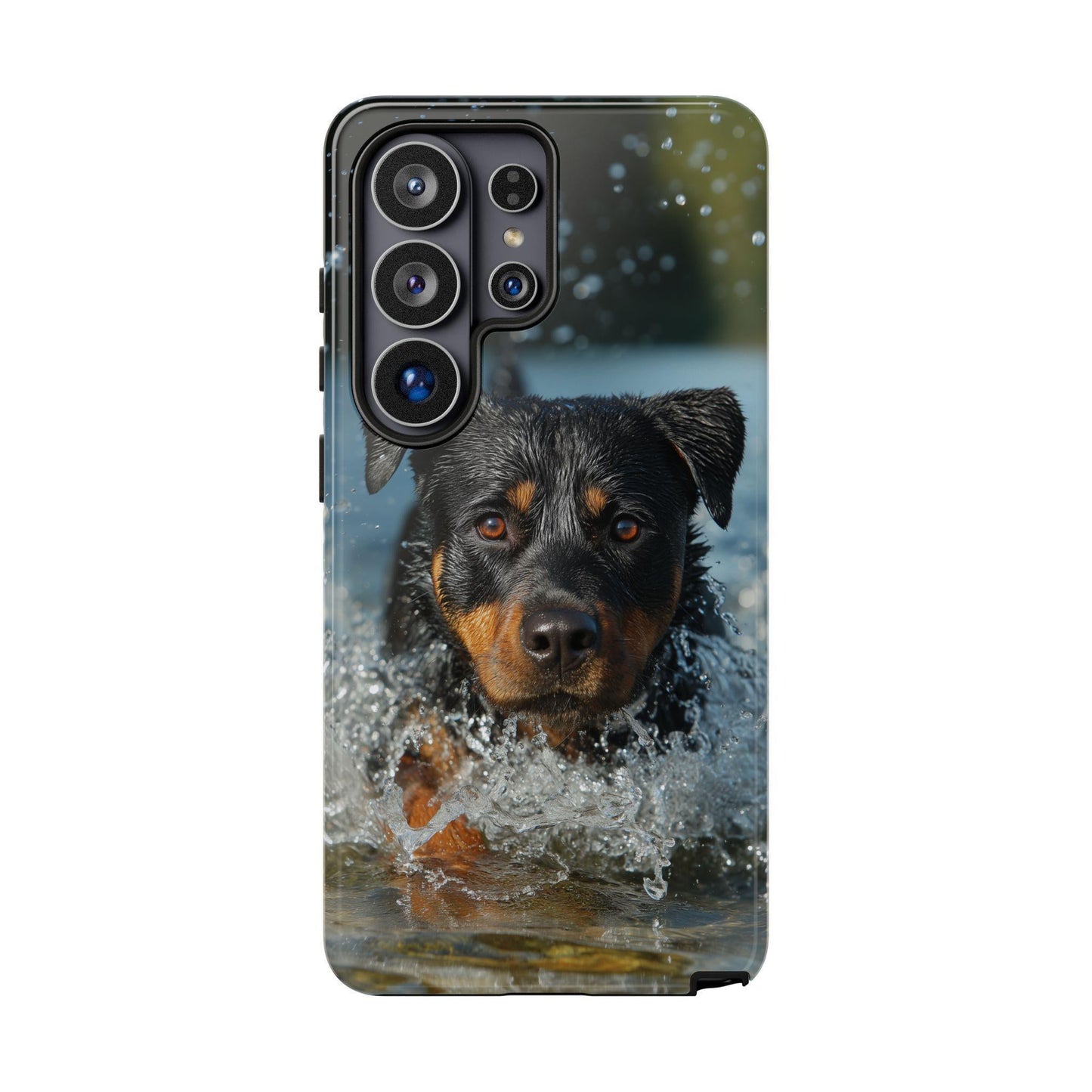 Rottweiler Dog Water Splash