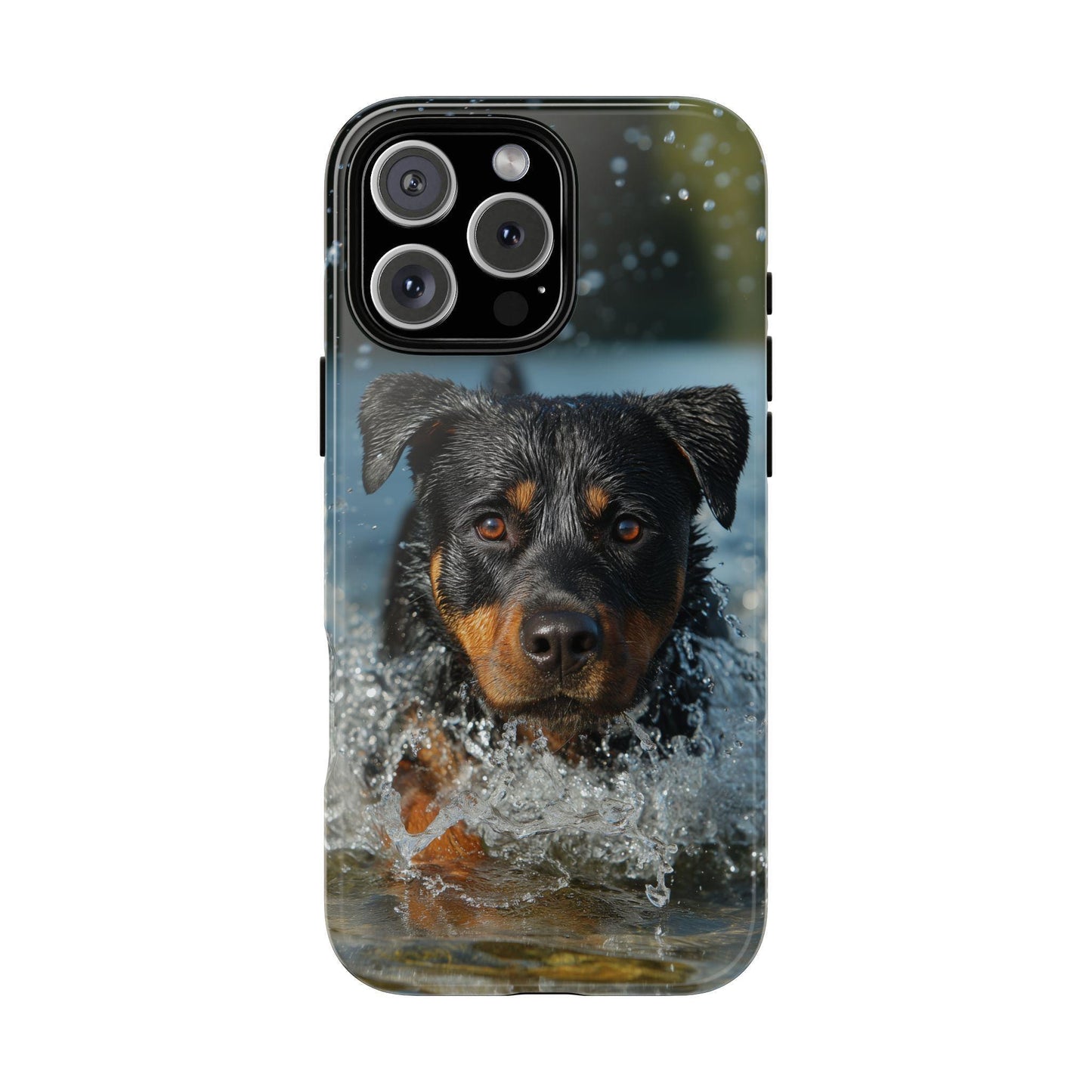 Rottweiler Dog Water Splash